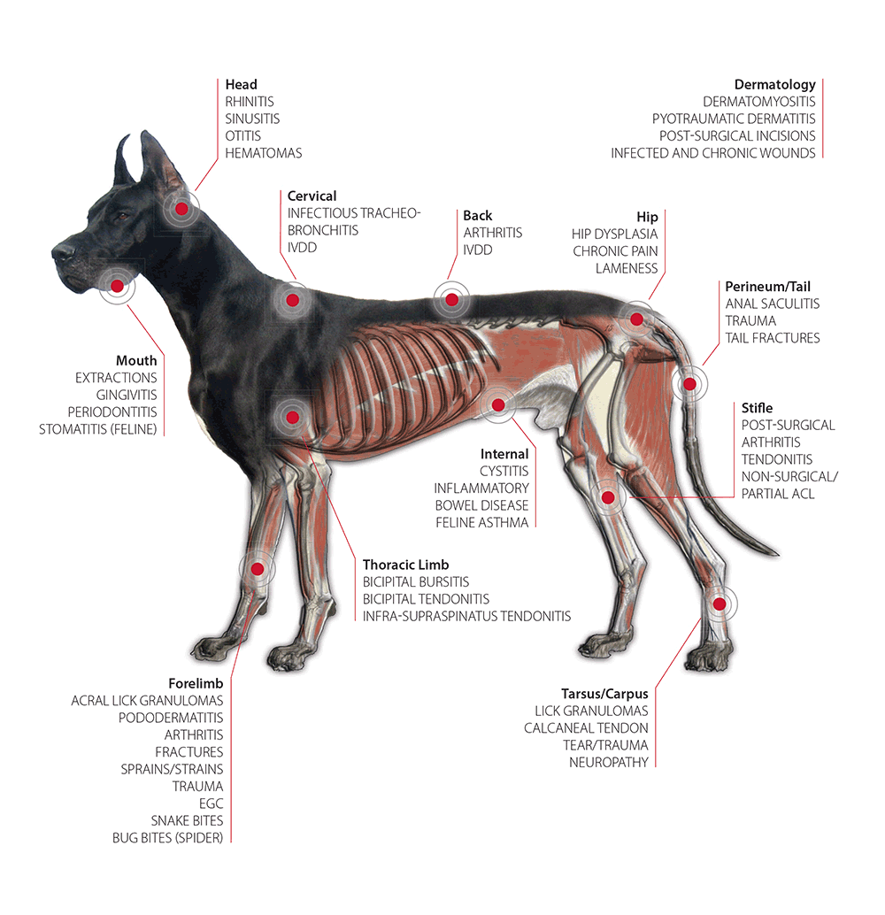 laser therapy for animals